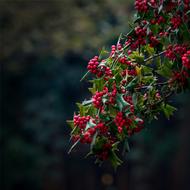 European Holly Christmas red berry