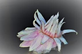Water Lily Withered