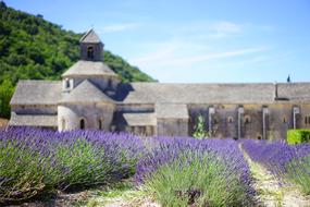 Lavender cultivation monastery church