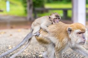 Macaque Monkeys