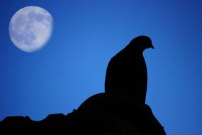 Pigeon full Moon Dark