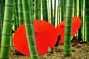 Kodai-Ji Temple Bamboo