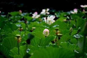 Lotus Pond Flowers green