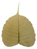 bodhi leaf wilte