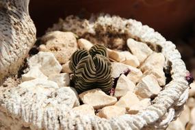 Succulent Rock Plant