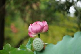 Lotus Toshodaiji flower