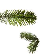 Holly green fir plant for Christmas at white background