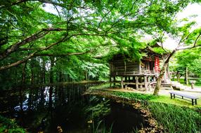 Mysterious Mountain Japan tree