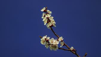 Apricot Blossom Wachau