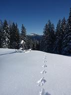 trail in the snow Forest