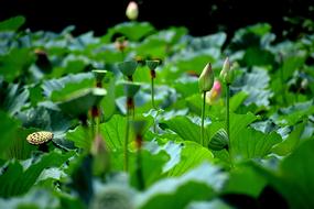 Lotus Pond Bud