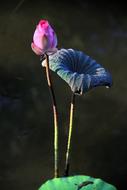 elegant pink lotus bud