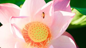 pink Lotus Bee Insects