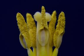 yellow pistil of tulip