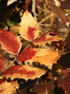 Mahonia Leaves