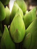 Macro photo of closed lily buds in a pond in India