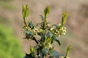 Holly Flowers Green