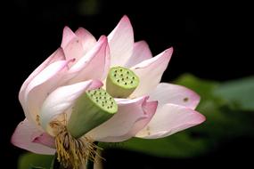 Beautiful white and pink gradient flowers in the garden