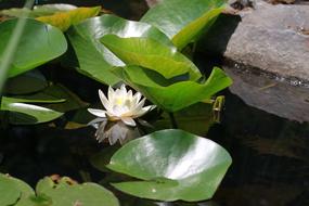 Flowers Plants Lily green