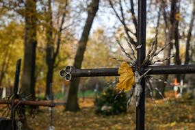 Cemetery Cross forest