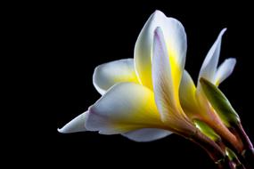 amazing cute Flower