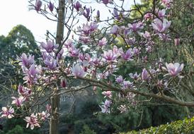 flowering tree in a japanese garden