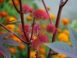 Castor Oil Plant pink