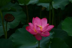 impressively beautiful Lotus Flowers Pond