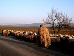 shepherd with sheep on the road