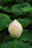white Lotus Flowers Pond