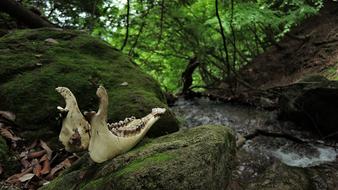 Bone Death on Mountain