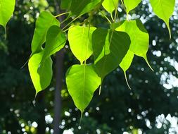 Bodhi Leaf Tree