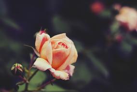 Rose Flower Petal pink