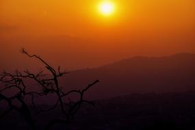 red Sunset alone Tree