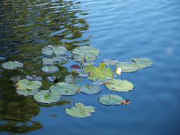 magnificent Lotus Zen Meditation