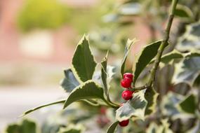 absolutely beautiful Holly Leaves