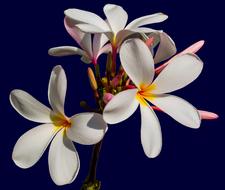 branch of white plumeria on dark background