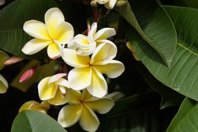 Frangipani Temple Tree yellow flowers