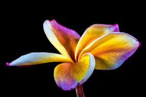 festival Bloom Flower