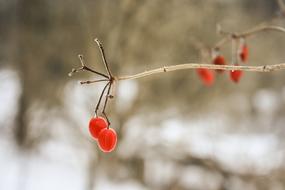 Tree Berries Branch red snow