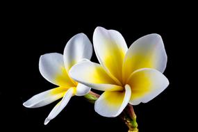 delightful white Flower
