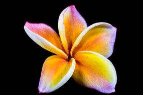 magnificent orange Flower