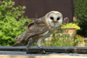 Cute, colorful and beautiful church owl near the plants