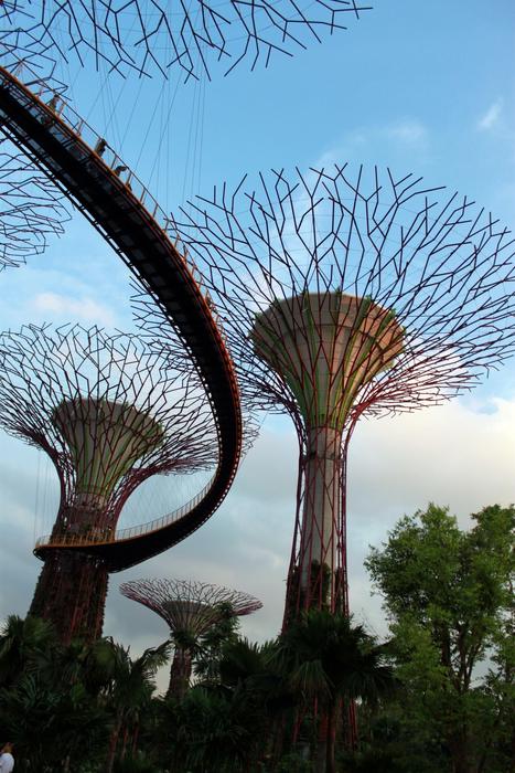 Singapore Tree creativity