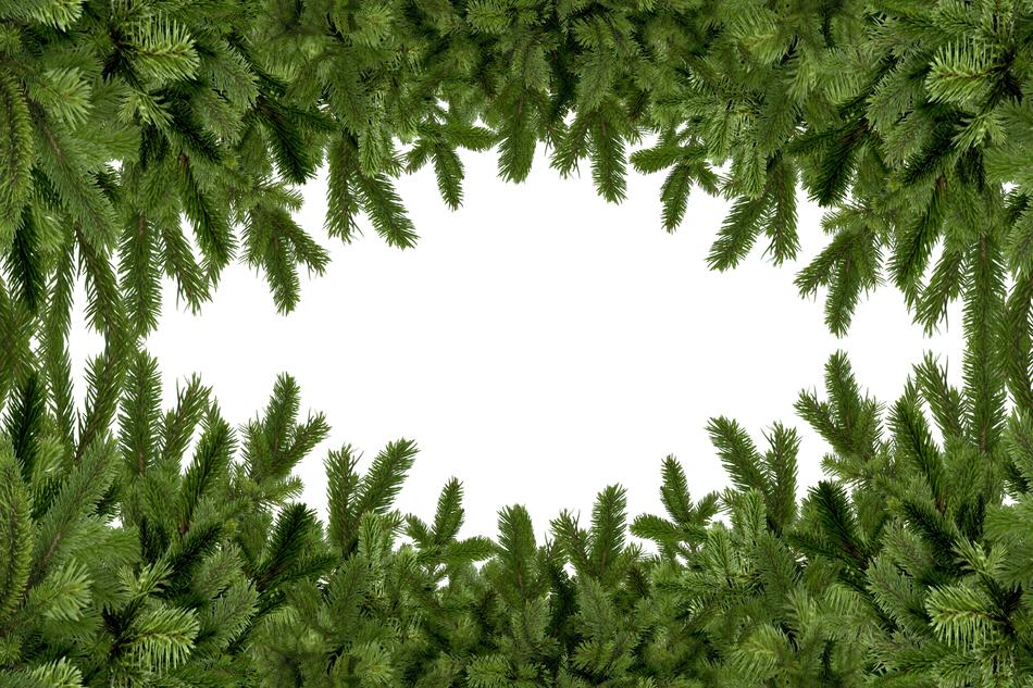 green coniferous frame as background