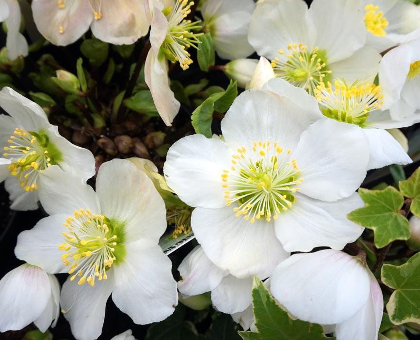 White flowers of christmas Rose