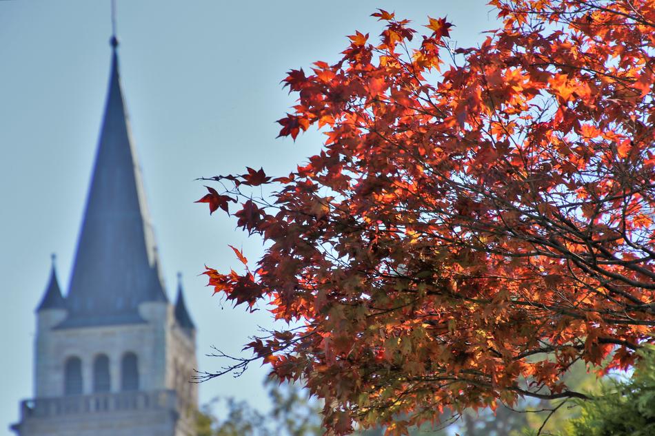 tree with yellow leaves on the background of the church in autumn