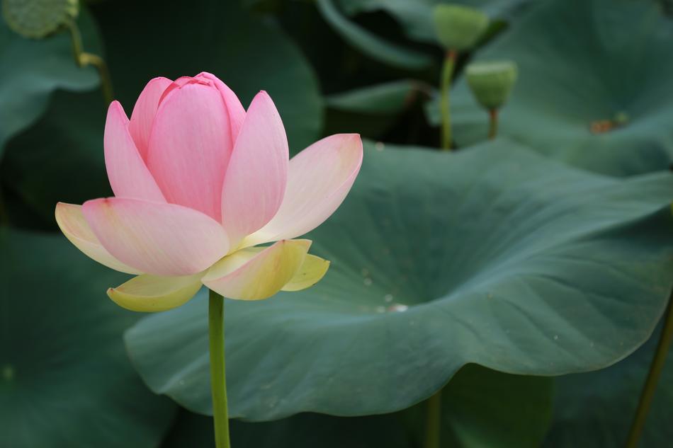 beautiful Lotus flower at green leaves