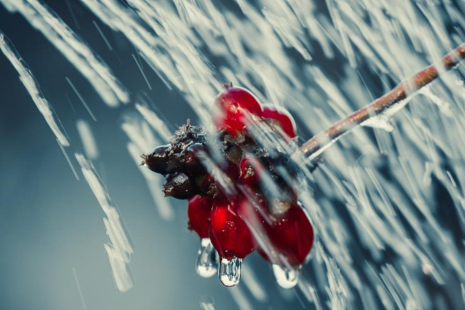 red berries on a branch in the rain