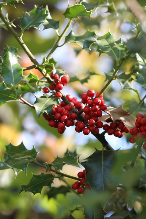 enchanting Holly Winter Decoration